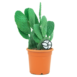 Web_Opuntia schijfcactus 1.png