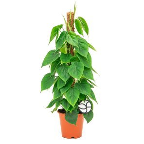 Web_Philodendron scandens mosstok 1.png