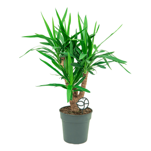 Web_Yucca elephantipes vertakt L1.png