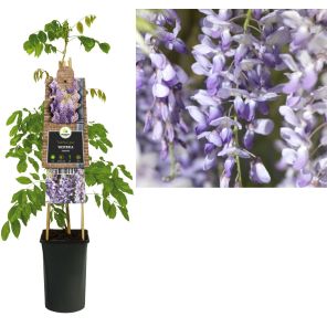 WISTERIA FROM seed.jpg