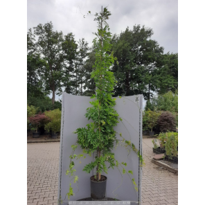 wisteria xxxl.png
