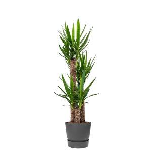 yucca-in-pot-zwart_ec2046.png