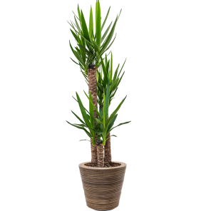 yucca-ratan_28fdf6.png