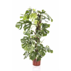 monstera-variagata-bont8b4707png
