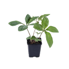 rodgersia-sambucifoliapng