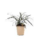 ophiopogon20planiscapus20niger12png