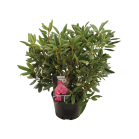 rhododendron-roseum-elegans-40-60png