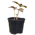 rodgersia-chocolate-wingspng