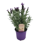 lavandula-stoechaspng
