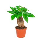 webpachira20rechte20stam20compact2062png