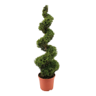 buxus-spiraal-120-130png