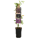 passiflora20beervelde2-2png