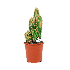trybesmultilogowebpng
