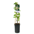 lonicera-japonica-halls-prolificpng