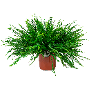 nephrolepisexaltatagreen20ladylogoweb1png