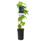 vitis-vinifera-boskoop-glorypng