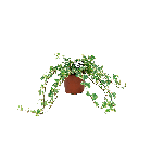 hedera20helix20white20ripple2012png