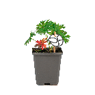 geranium20sanguineum20121png