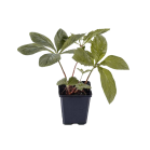rodgersia-irish-bronzepng