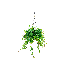 aeschynanthus20japhrolepis2012png