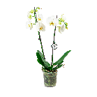 orchidee2takwhitelogowebpng