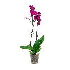 orchidee20donkerpaars20logo-20webpng