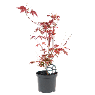 Acer-palmatum-Atropurpureum.png