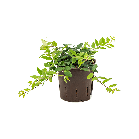 Aeschynanthus-Lobbianus.png