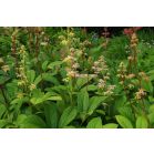 aHR0cHM6Ly93d3cudHJlZWNvbW1lcmNlLm5sL21lc3Nlbmdlci9waG90by5waHA_cGhvdG89ZTU5YmUzMmY4NzNmY2RjOTRjZTliNWU1NTA3MTQxZDUmdHNk (1).jpg