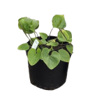 brunnera-macrophylla-betty-bowring.png