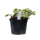 brunnera-macrophylla-hadspen-cream.png