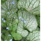 brunnera-macrophylla-jack-frost-sfeer_03de62.jpg