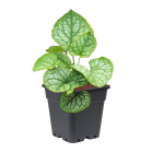 brunnera-macrophylla-mr-morse.png