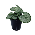 brunnera-macrophylla-sea-heart.png
