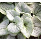 brunnera-macrophylla-silver-heart-sfeer_0a0758.jpg