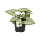 Brunnera-macrophylla-silver-heart.png