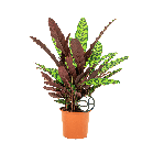 Calathea Insignis 1.2.png