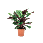 calathea medaillon 1.png