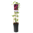 clematis-madame-julia-correvon.png