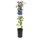 Clematis 'Arabella' 2(2).png