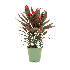 cordyline tango 1(2).png