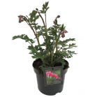 dicentra-spectabilis.png
