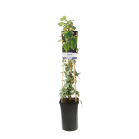 hedera-helix-glacier.png