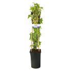 Hedera-helix-Goldchild.png