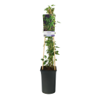 hedera-helix-ivalace.png