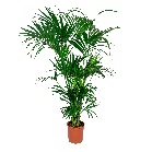 KENTIA HOWEA XXL- WEB.png