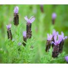 lavandula-stoechas-close_d18411.jpg