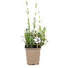 Lavandula 'Alba' XS 1(2).png