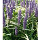 liriope-muscari-sfeer_1bed23.jpg