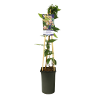 Lonicera-henryi-Copper-Beauty.png